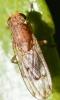 Suillia sp.